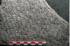 Foto (Detailansicht) von Lepidodendron sp.  (NHMW-GEO-2024-0188-11029)